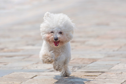 宠物犬 比熊犬 高清晰