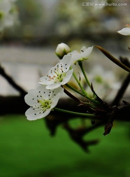 春 三月 梨花