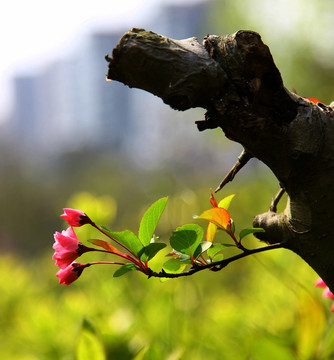 春韵 花儿  春景