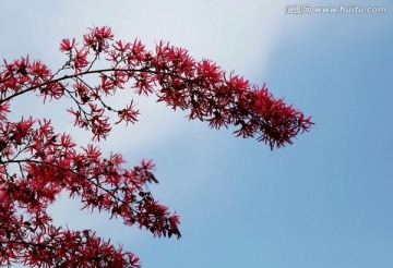 春季 花儿 发芽