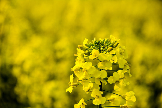 油菜花