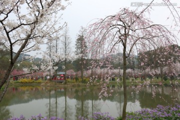 樱花园风景