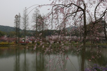 樱花园风景