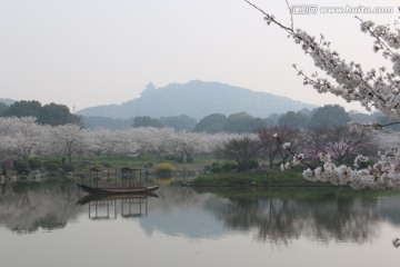 樱花园风景