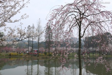 樱花园风景