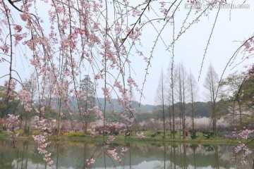 樱花园风景