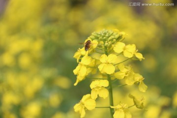 油菜花