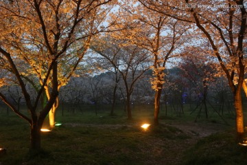 樱花园夜景