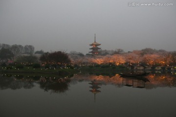 樱花园夜景