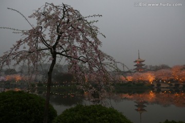 樱花园夜景