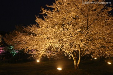 樱花园夜景