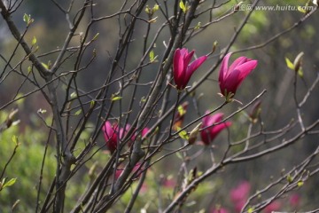 紫玉兰花