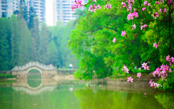 华南植物园风景