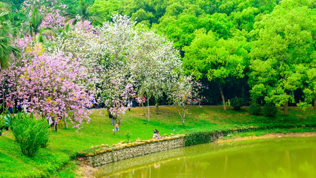 广州华南植物园风景