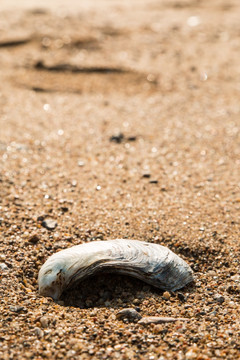 海滩贝壳