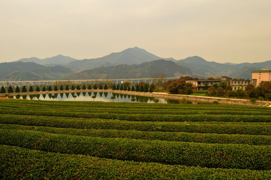 茶叶种植基地