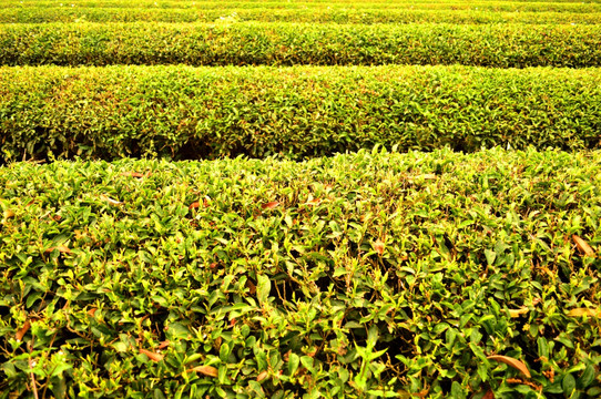 茶叶种植基地