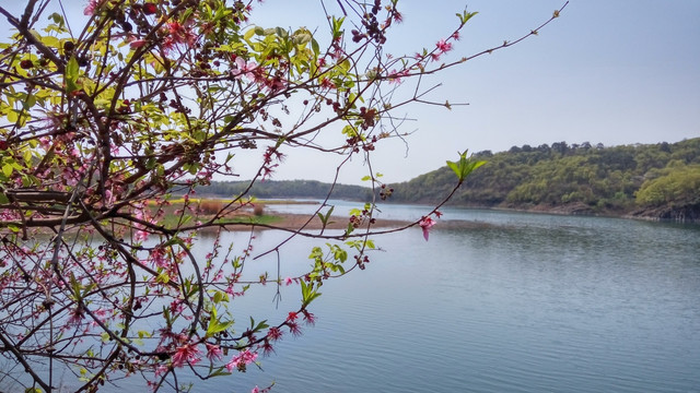 漳河桃花