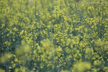 油花菜