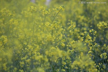 油花菜