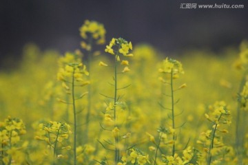 油花菜