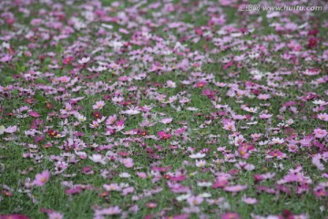 格桑花