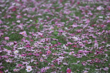 格桑花