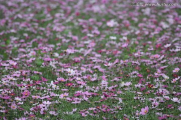 格桑花