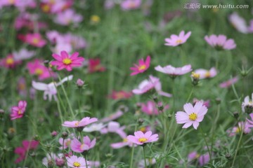 格桑花