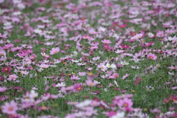 格桑花