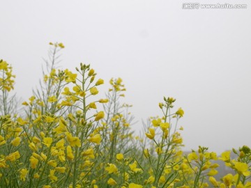 油菜花