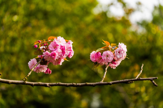 樱花