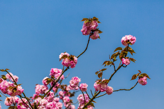 樱花