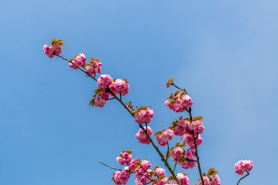 樱花