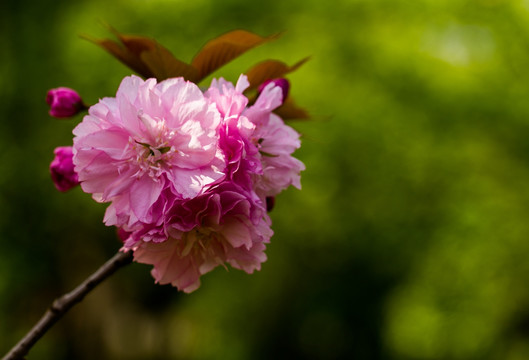 樱花