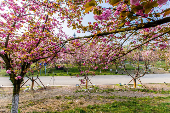 樱花