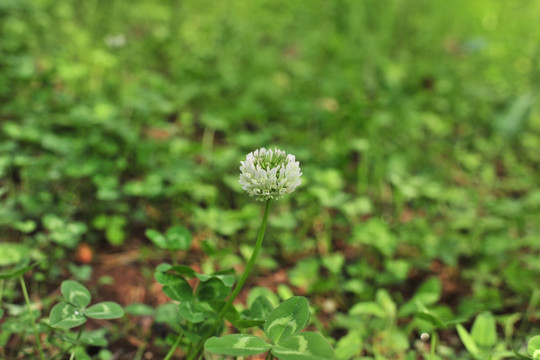 小草  白色花