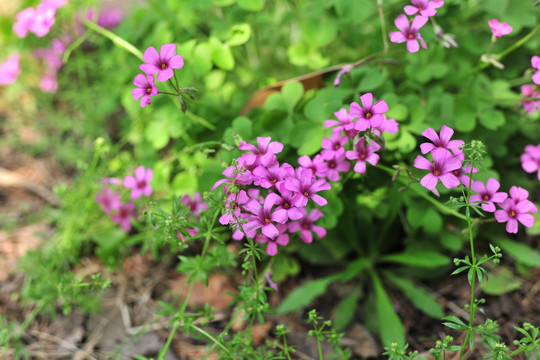 紫色花  花草