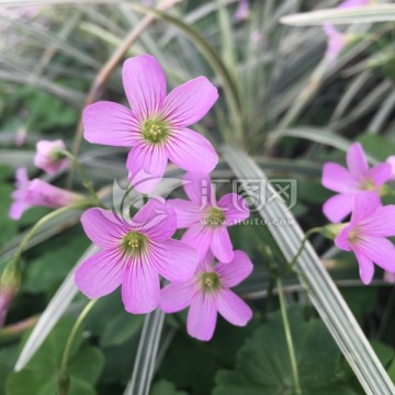 红花酢浆草 野草 小清新植物