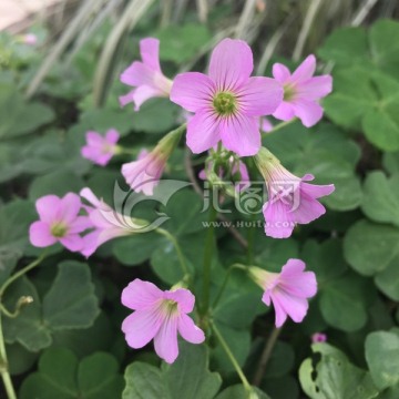 红花酢浆草 野草 小清新植物