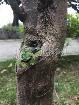 寄生在树上的酢浆草 小清新植物