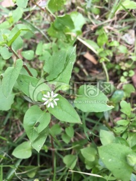 繁缕 野草