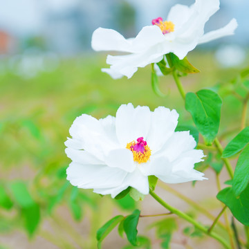 芍药花