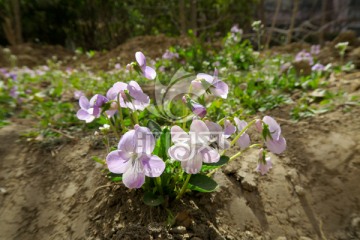 紫花地丁 野菜野花