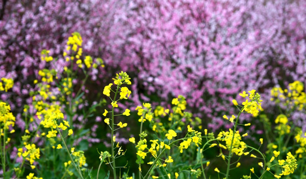 油菜花