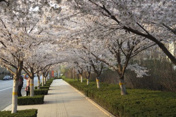 樱花路