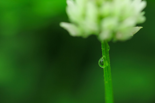 露水