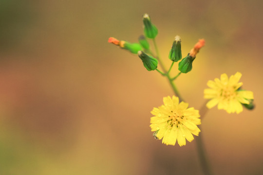 小黄菊