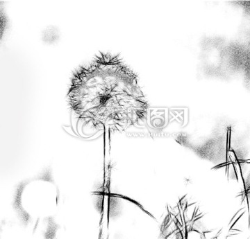 蒲公英素描裝飾畫