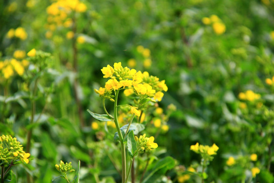 油菜花